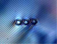 polarising optical microscopy image