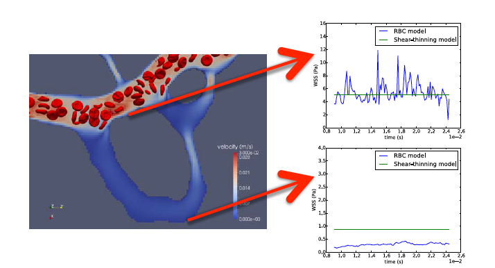 Snapshot of simulation and wall shear stress traces at two points of interest